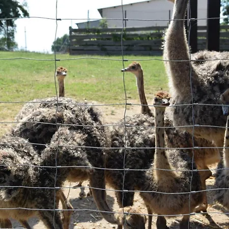 Straussenfarm Burkhardt 公寓 施默尔恩