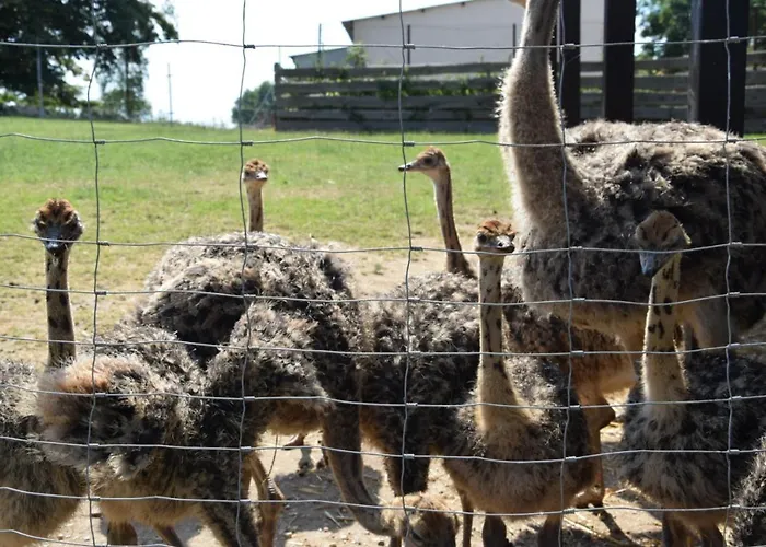 Straussenfarm Burkhardt Apartmán Schmölln